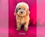 Small #2 Breeder Profile image