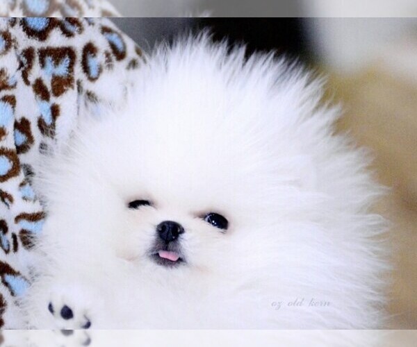 Medium Photo #1  Breeder Profile in Yong-dong, North Chungcheong, Korea, South