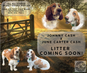 Basset Hound Dog Breeder near CALLAO, VA, USA