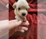 Small #68 Breeder Profile image