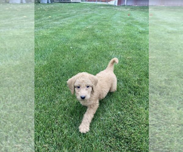 Medium Photo #1  Breeder Profile in CHEWELAH, WA, USA