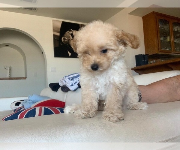 Medium Photo #34  Breeder Profile in VICTORVILLE, CA, USA