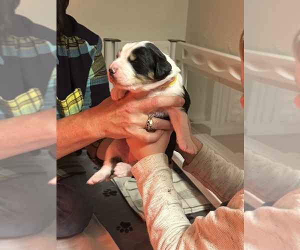 Medium Photo #3  Breeder Profile in GREENVILLE, OH, USA