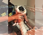 Small #2 Breeder Profile image
