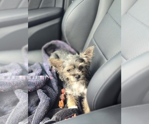 Chorkie Dog Breeder near KILLEEN, TX, USA