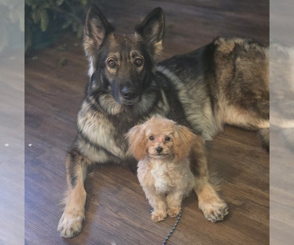 Medium Photo #2  Breeder Profile in ATLANTA, GA, USA