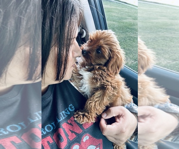 Medium Photo #1  Breeder Profile in JASPER, IN, USA