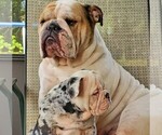 Small #7 Breeder Profile image
