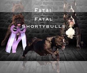 Bulldog Dog Breeder near WICHITA, KS, USA