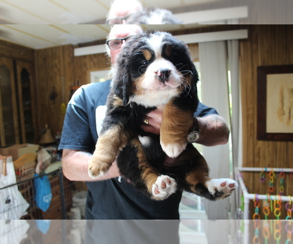 Medium Photo #1  Breeder Profile in CRESCENT CITY, CA, USA