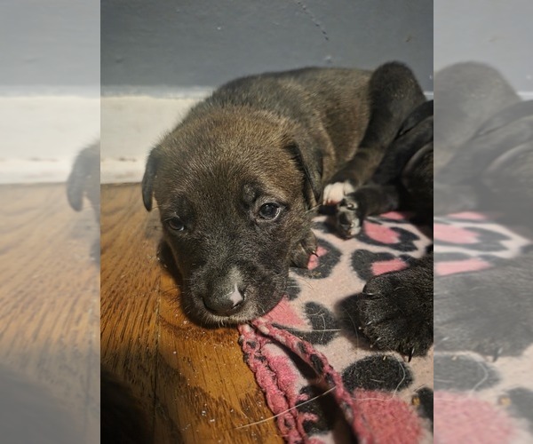 Medium Photo #8  Breeder Profile in GENOA, IL, USA