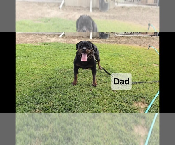 Medium Photo #2  Breeder Profile in BRIGHTON, CO, USA