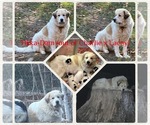 Small #1 Breeder Profile image