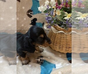 Dachshund Dog Breeder near BLAIRSVILLE, PA, USA
