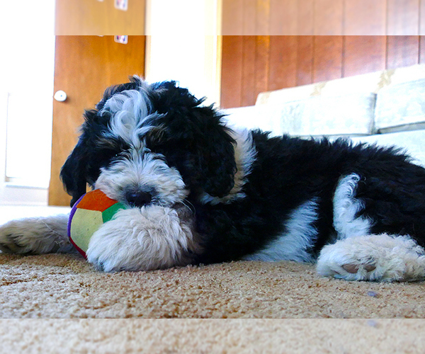 Medium Photo #11  Breeder Profile in ROY, UT, USA