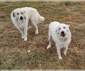 Great Pyrenees Dog Breeder near SUNMAN, IN, USA