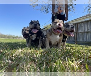 American Bully Dog Breeder near RICHMOND, TX, USA