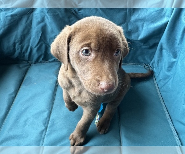 Medium Photo #1  Breeder Profile in META, MO, USA