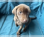 Small breeder photo