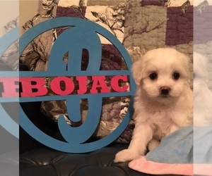 Maltese Dog Breeder near RACCOON, KY, USA