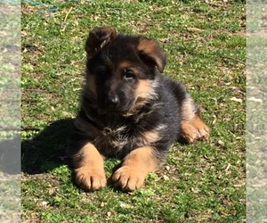 German Shepherd Dog Dog Breeder near PALMERTON, PA, USA