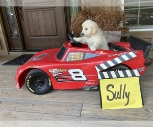 English Cream Golden Retriever Dog Breeder near BARNWELL, SC, USA