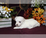 Small #92 Breeder Profile image