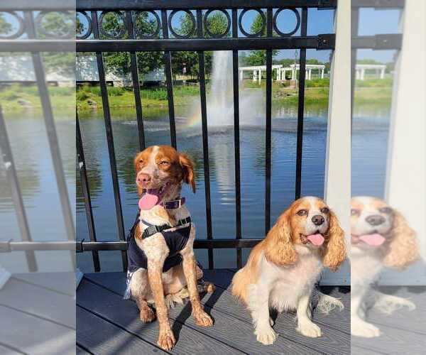 Medium Photo #105  Breeder Profile in HORTENSE, GA, USA