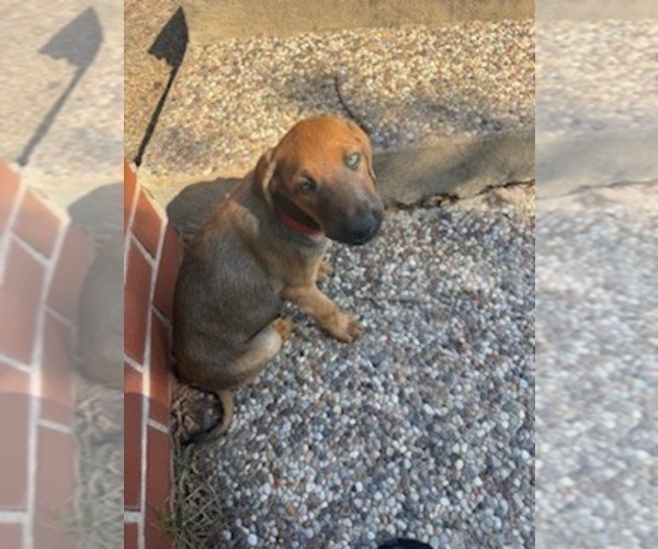 Medium Photo #2  Breeder Profile in SAN ANTONIO, TX, USA