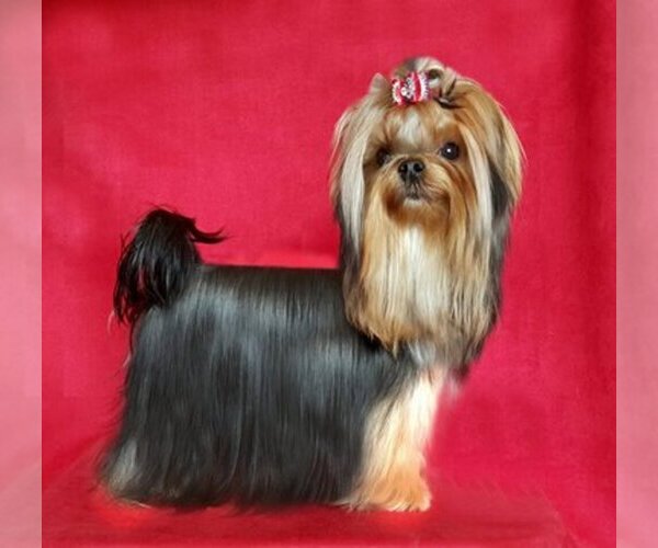 Medium Photo #1  Breeder Profile in ROANOKE, VA, USA
