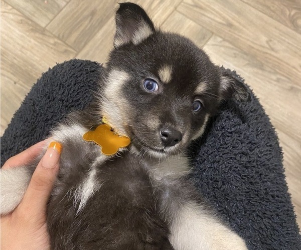 Medium Photo #1  Breeder Profile in ROCKFORD, IL, USA