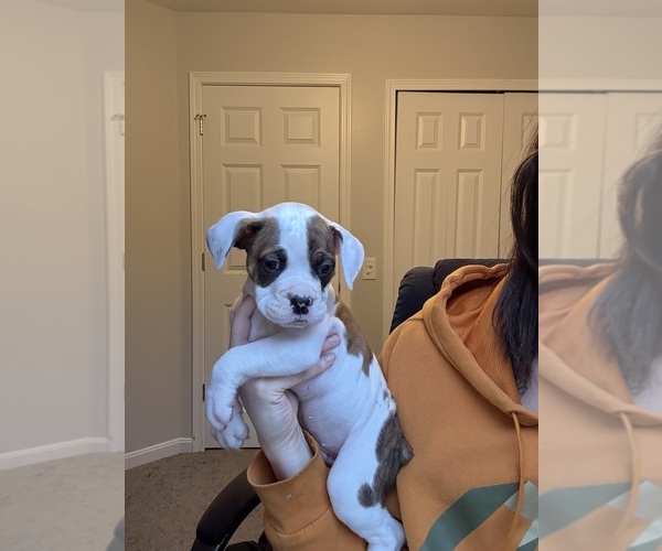 Medium Photo #2  Breeder Profile in MENTOR, OH, USA