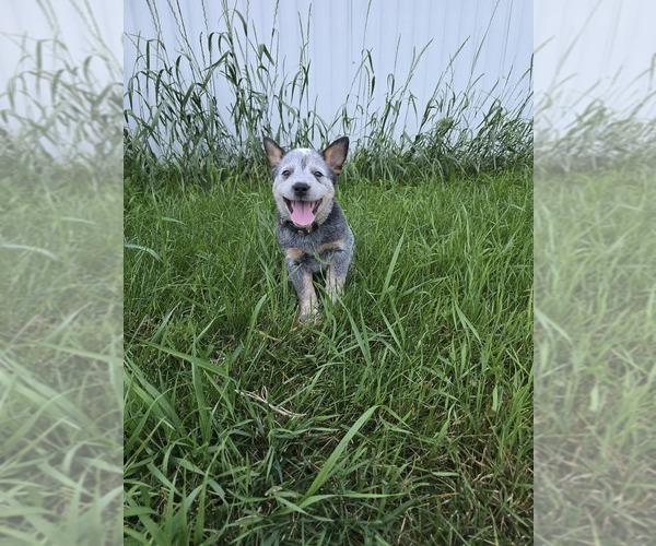 Medium Photo #16  Breeder Profile in HAWARDEN, IA, USA