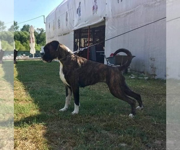 Medium Photo #41  Breeder Profile in AFTON, WY, USA