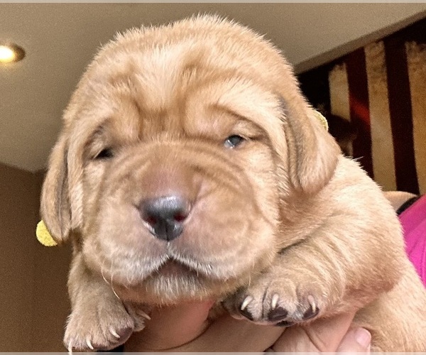 Medium Photo #1  Breeder Profile in FORT PIERCE, FL, USA