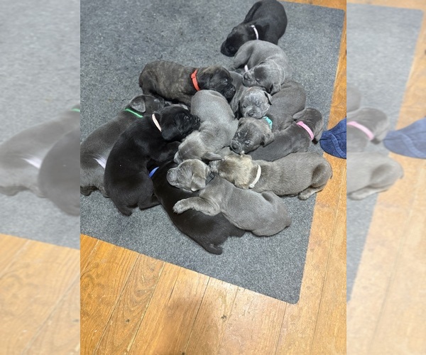 Medium Photo #5  Breeder Profile in LAURINBURG, NC, USA