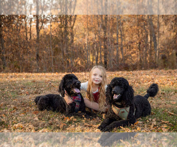 Medium Photo #1  Breeder Profile in LIBERTY, IL, USA