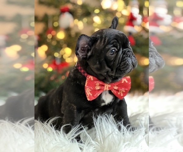 Medium Photo #6  Breeder Profile in MIAMI, FL, USA