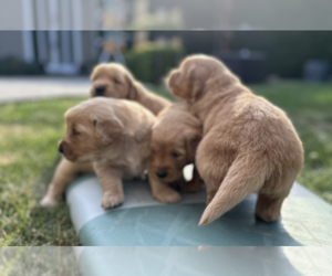 Golden Retriever Dog Breeder in SAN RAFAEL,  USA