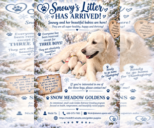 English Cream Golden Retriever Dog Breeder near PITTSFIELD, MA, USA