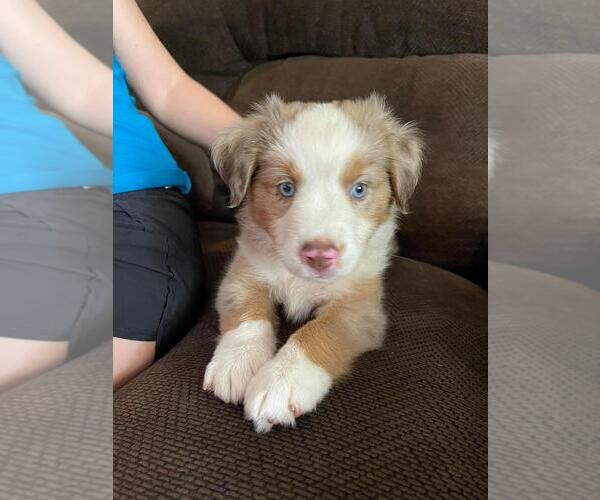 Medium Photo #3  Breeder Profile in CLEVELAND, MO, USA