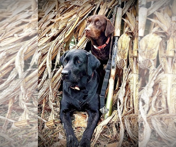 Medium Photo #1  Breeder Profile in BIDWELL, OH, USA