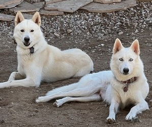 Siberian Husky Dog Breeder near PEORIA, AZ, USA