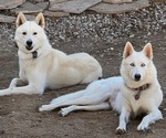 Small breeder photo