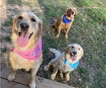 Small breeder photo