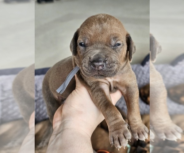 Medium Photo #8  Breeder Profile in BUMPASS, VA, USA