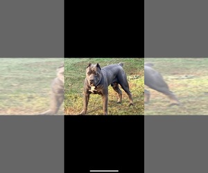 Cane Corso Dog Breeder near DURHAM, NC, USA