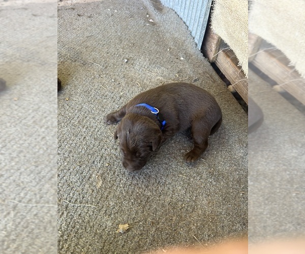Medium Photo #9  Breeder Profile in GOODSON, MO, USA