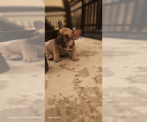 Medium Photo #6  Breeder Profile in CHINO HILLS, CA, USA