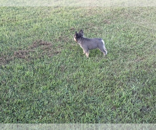 Medium Photo #9  Breeder Profile in LONGVIEW, TX, USA